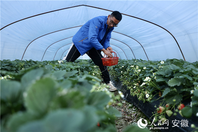 江成林和他的草莓大棚。人民網(wǎng)記者 陶濤攝